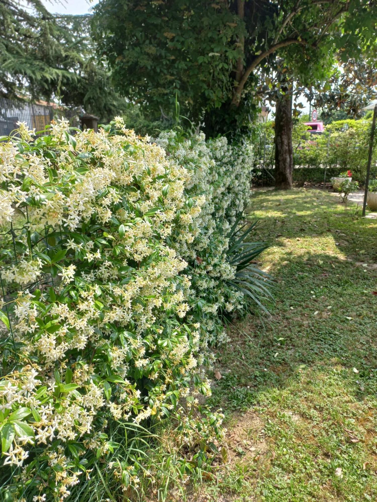 Appartamento Le Magnolie 2 Μέστρε Εξωτερικό φωτογραφία