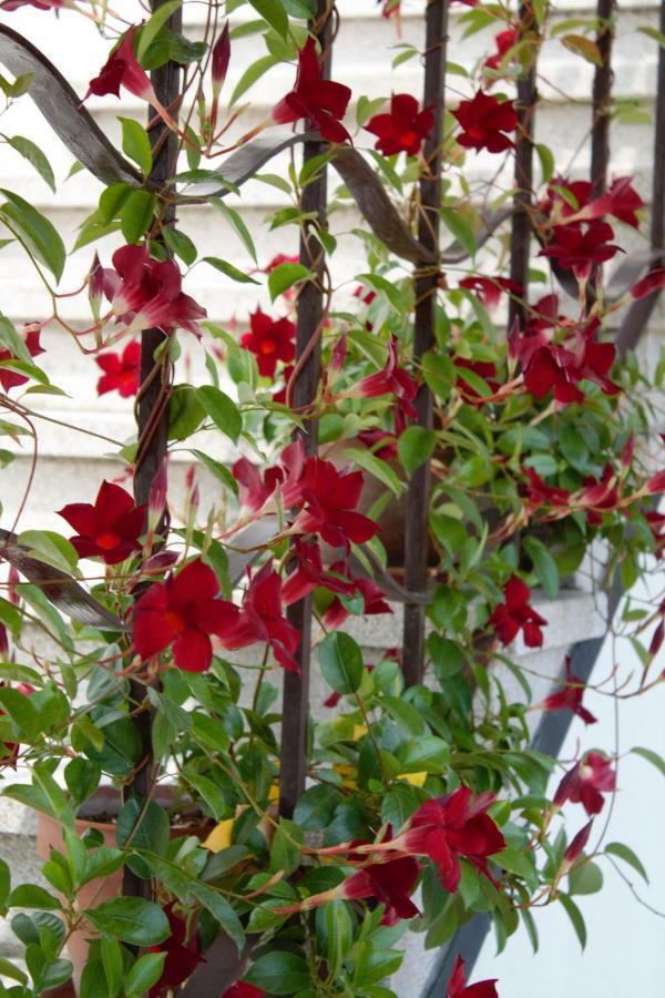 Appartamento Le Magnolie 2 Μέστρε Εξωτερικό φωτογραφία